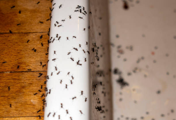 Best Emergency Pest Control  in Creswell, OR