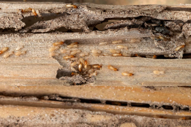 Best Local Pest Control Services  in Creswell, OR
